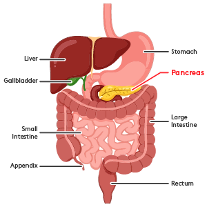 All-Tenet-Endocrine-Grapahics-300x300_Pancreas